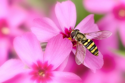 蜜蜂采蜜是什么样 d6152a0311ebd103827e0c6d2fdec143.jpg