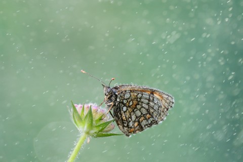 雨中蝴蝶