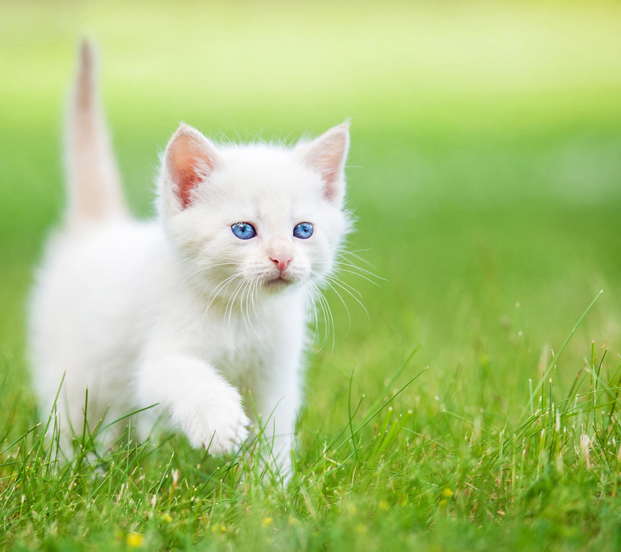 高清晰蓝眼白猫宠物壁纸