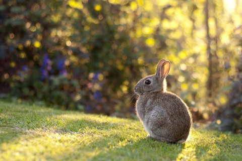阳光下的兔子