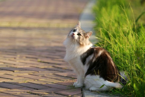 仰望天空的猫咪