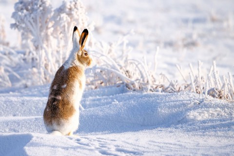 动物 雪地里的兔子