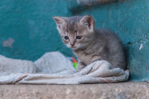 动物 伤感的猫咪