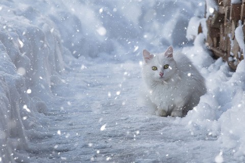 雪地里的猫咪