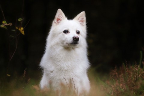 可爱的白色瑞士牧羊犬 可爱的白色瑞士牧羊犬壁纸 可爱的白色瑞士牧羊犬壁纸下载 免费手机壁纸下载