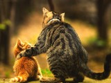 可爱小猫