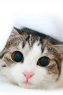 小猫