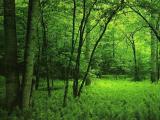 绿色丛林