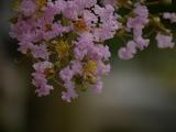 粉红色的花