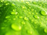 水珠