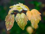 水珠