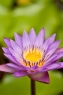 莲花