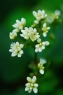 白色的花