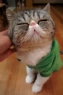 猫咪