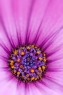 花芯