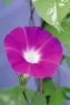 牵牛花