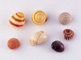 贝壳