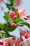 海棠花