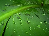 晶莹露珠