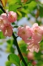 海棠花