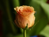 玫瑰花