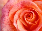 玫瑰花