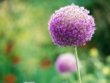 紫色的花