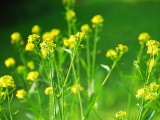 油菜花