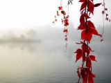 风景