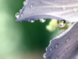 露珠