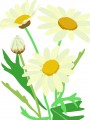 手绘菊花