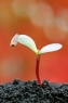 绿色植物