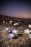 小花