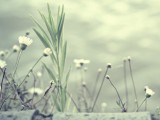 淡雅小花