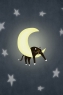 猫咪