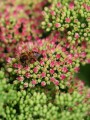 蜜蜂采蜜