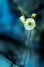 白色的花