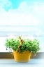 绿色植物