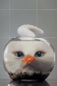 金鱼和小猫咪