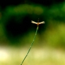 蜻蜓