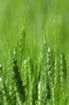 绿色植物