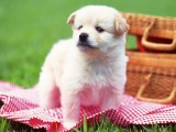 名狗