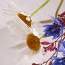 两朵雏菊