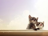 可爱猫咪