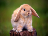 小兔