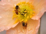 蜜蜂