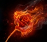 火玫瑰