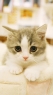 可爱猫咪