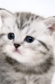可爱猫咪