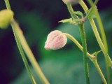 花蕾